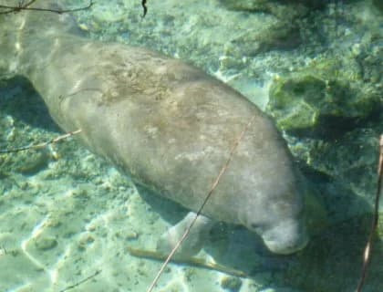 manatee.jpg