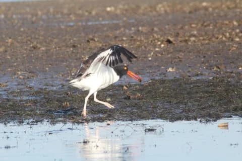 oystercatcher-.jpg
